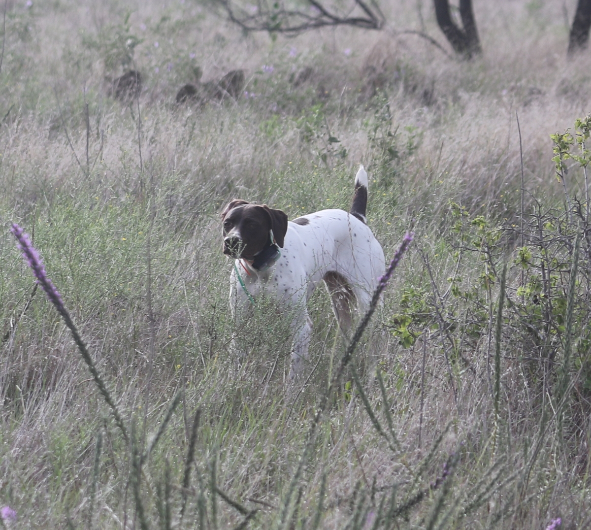 Big Country's Emmie